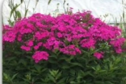 Phlox Lady Pippa